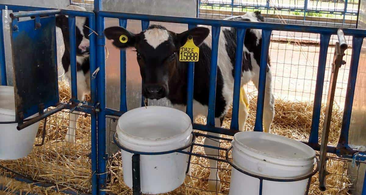 Má qualidade da água afeta o desenvolvimento e a produtividade das bezerras