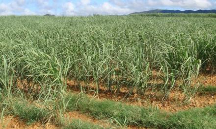 Bayer reforça a importância do manejo de plantas daninhas  na cultura da cana