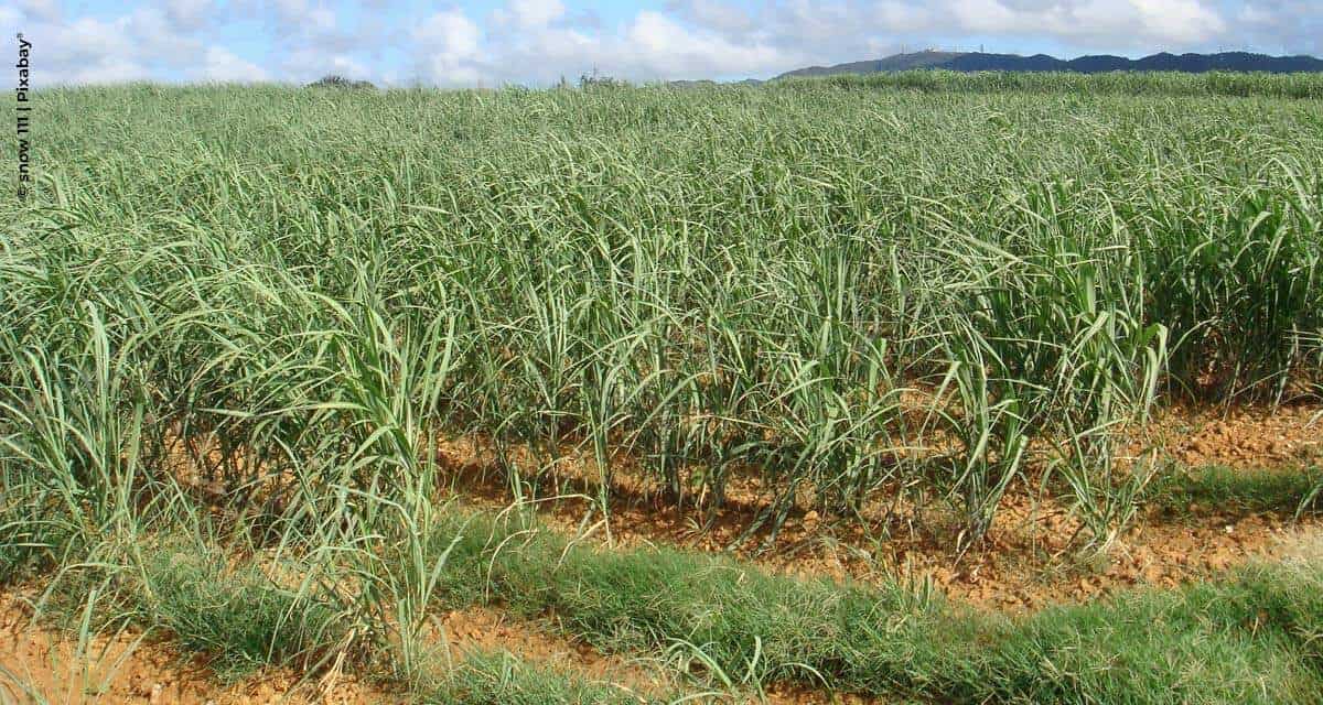 Bayer reforça a importância do manejo de plantas daninhas  na cultura da cana