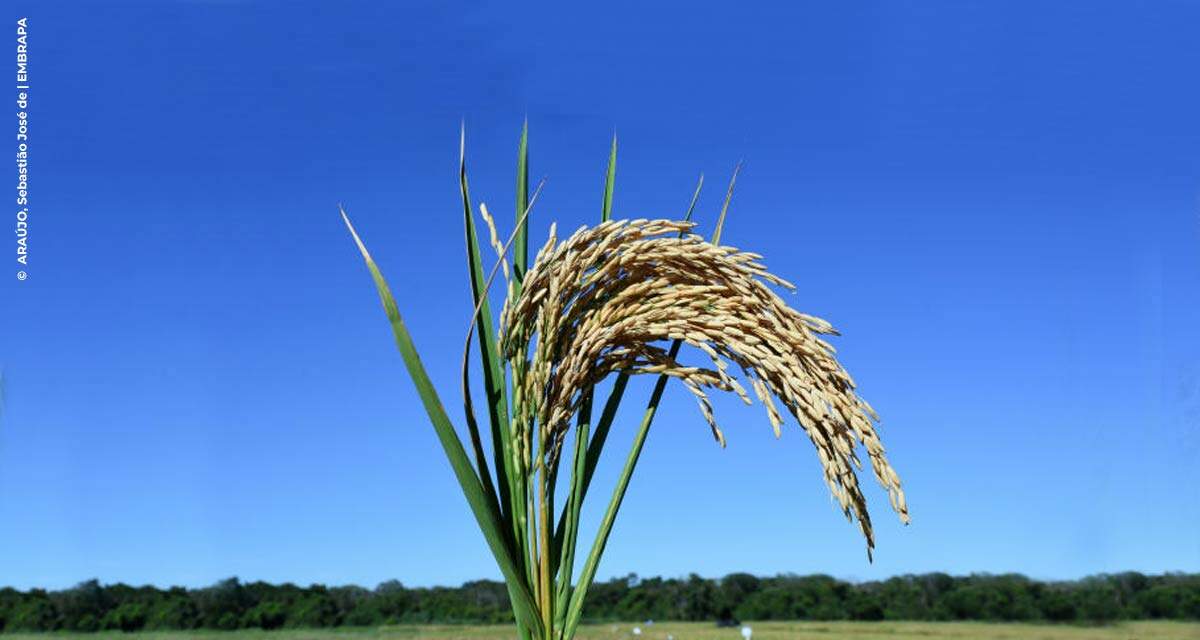 Embrapa lança cultivar de arroz para áreas de sequeiro