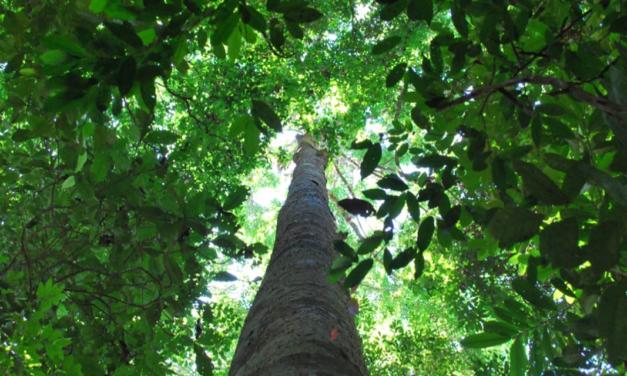 Manejo de florestas tropicais não altera diversidade de espécies arbóreas