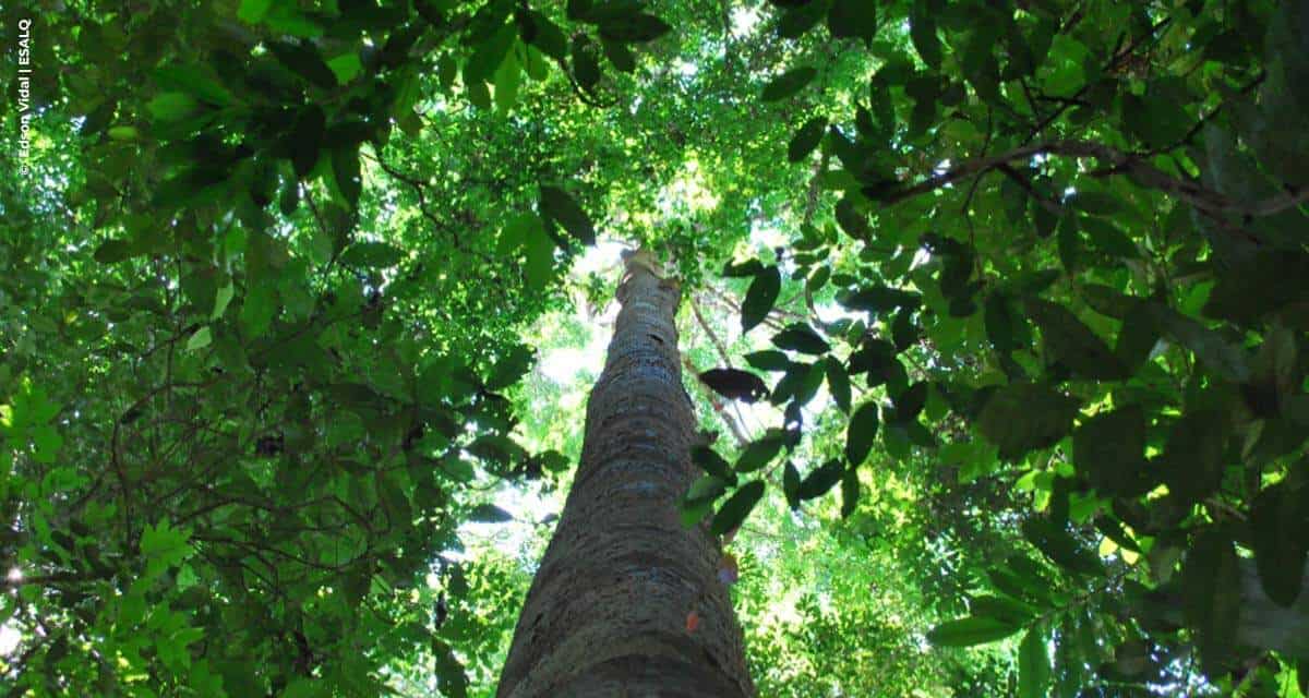 Manejo de florestas tropicais não altera diversidade de espécies arbóreas