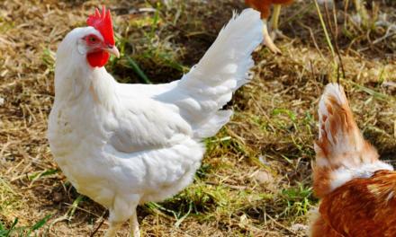 BRF antecipa em cinco anos compromisso no Brasil e elimina uso de ovos de galinhas criadas em gaiolas