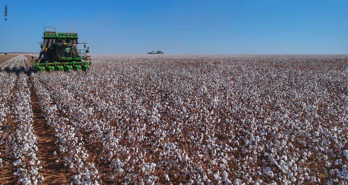 Controle da produção e das vendas de algodão na palma da mão