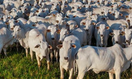 Aumento nas exportações de proteína animal alavancam a venda de aditivos presentes nas rações