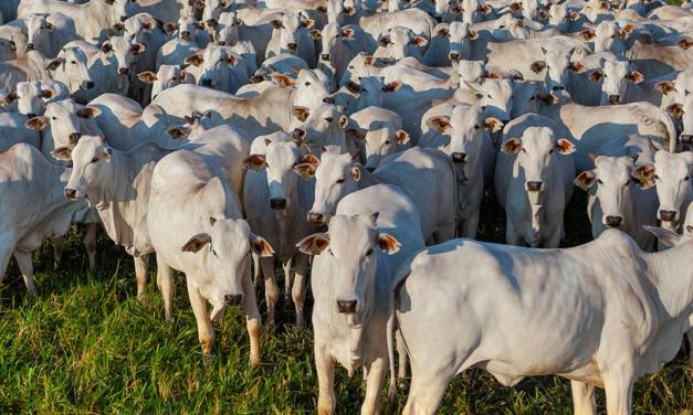 Aumento nas exportações de proteína animal alavancam a venda de aditivos presentes nas rações