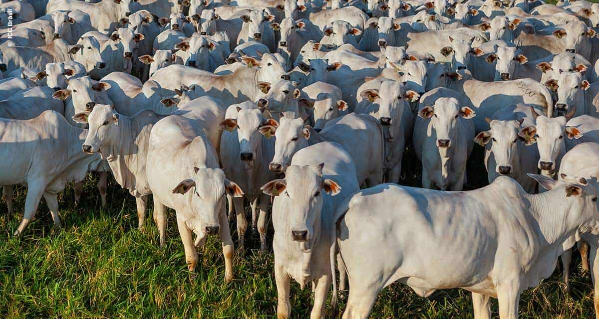 Aumento nas exportações de proteína animal alavancam a venda de aditivos presentes nas rações