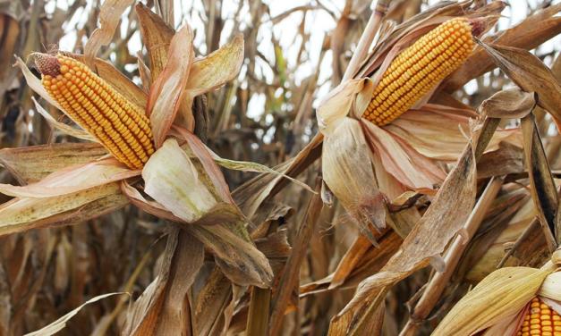 Bayer apresenta novidades em híbridos de milho para que o produtor se prepare para a próxima safrinha