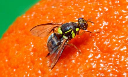 MAPA informa captura de um exemplar de mosca-da-carambola em Boa Vista