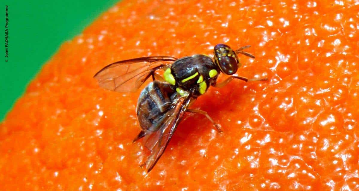 MAPA informa captura de um exemplar de mosca-da-carambola em Boa Vista