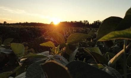 Sicredi registra crescimento de 60% em seguros agrícolas e reforça gestão de risco no agronegócio