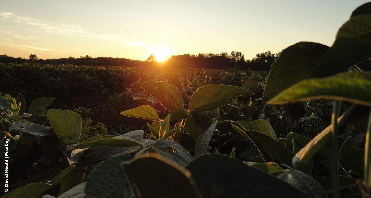 Sicredi registra crescimento de 60% em seguros agrícolas e reforça gestão de risco no agronegócio