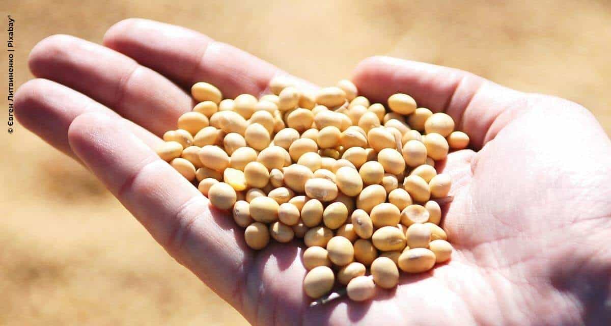 SLC Sementes lança portal para rastreio e gestão de qualidade de sementes