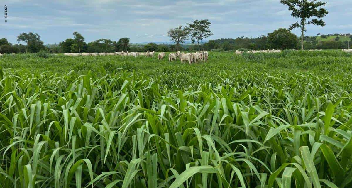 Tecnologia nas sementes melhoram eficiência do plantio das pastagens