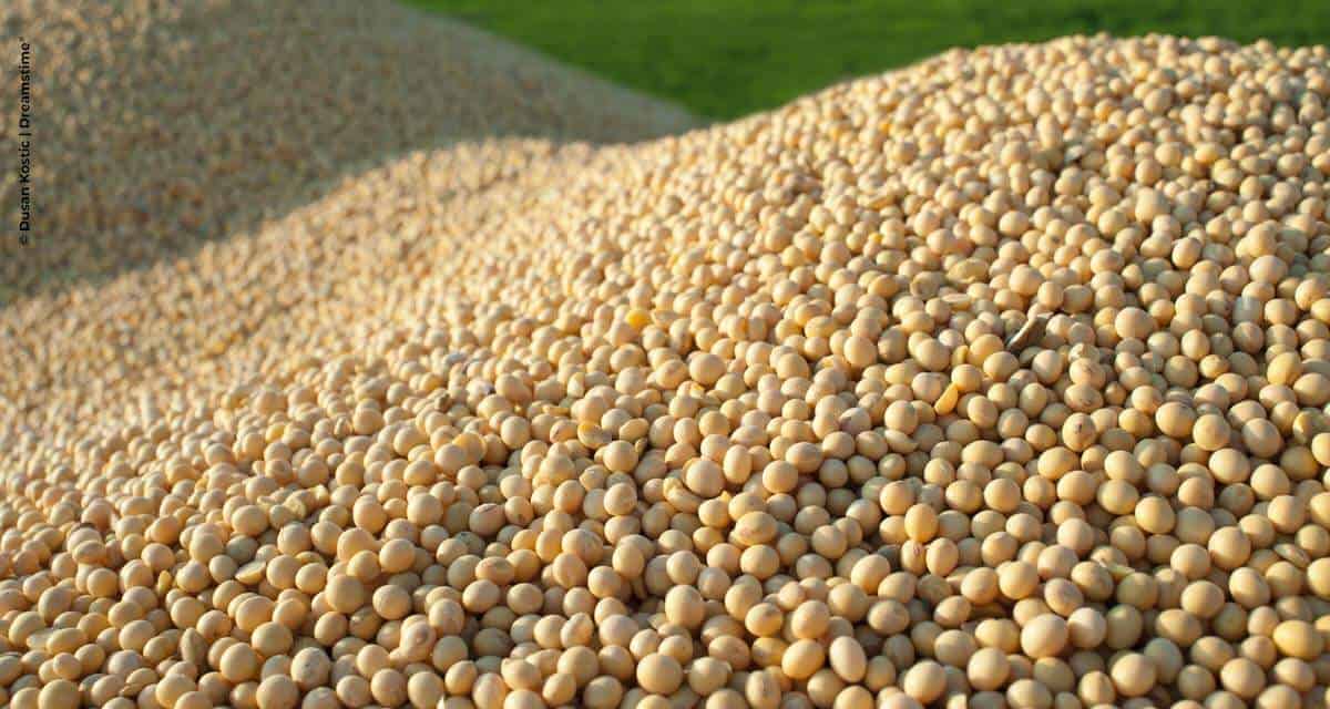 Importações chinesas de soja devem passar de 105 milhões de toneladas em 2029