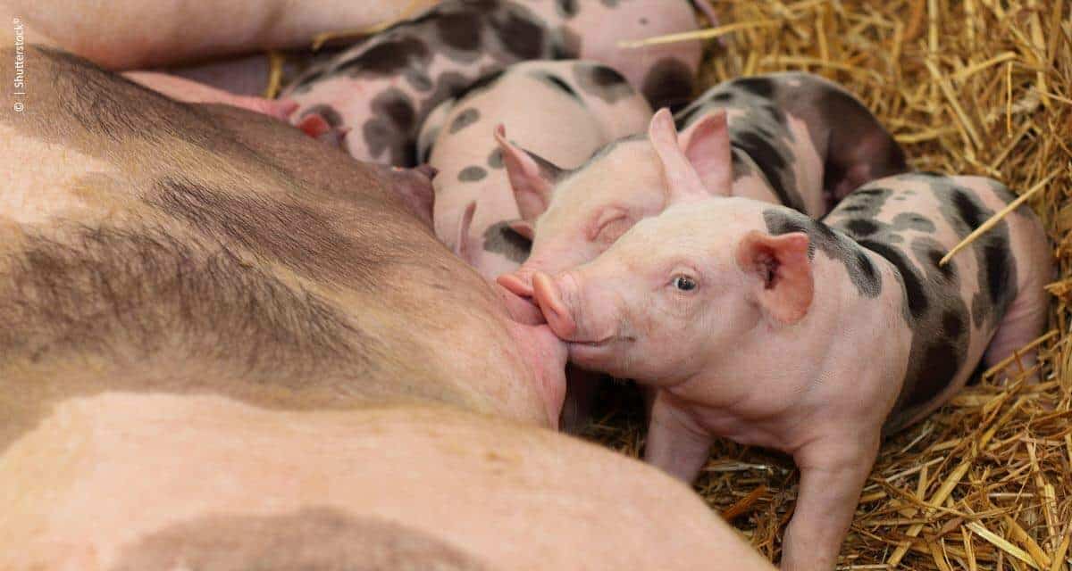 Síndrome Metrite Mastite Agalaxia (M.M.A.) ataca até 15% das matrizes suínas do plantel