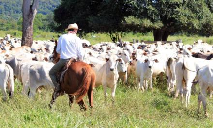 Vetoquinol Saúde Animal alerta produtores sobre doenças respiratórias em bovinos