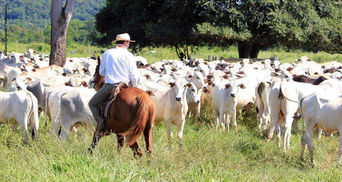Vetoquinol Saúde Animal alerta produtores sobre doenças respiratórias em bovinos
