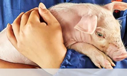 Em um mundo cada vez mais orientado por dados, Boehringer Ingelheim Saúde Animal vai da prevenção à previsão