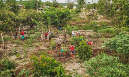 Agrofloresta diversifica produção e gera mais renda para a Agricultura Familiar