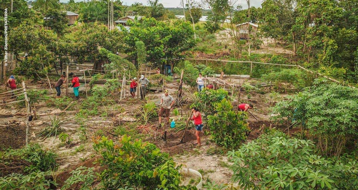 Agrofloresta diversifica produção e gera mais renda para a Agricultura Familiar