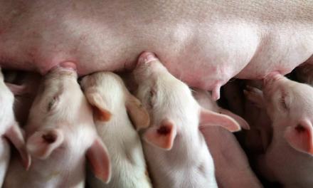 Pioneirismo e trabalho dedicado aos clientes marcam os 25 anos da Topigs Norsvin no Brasil