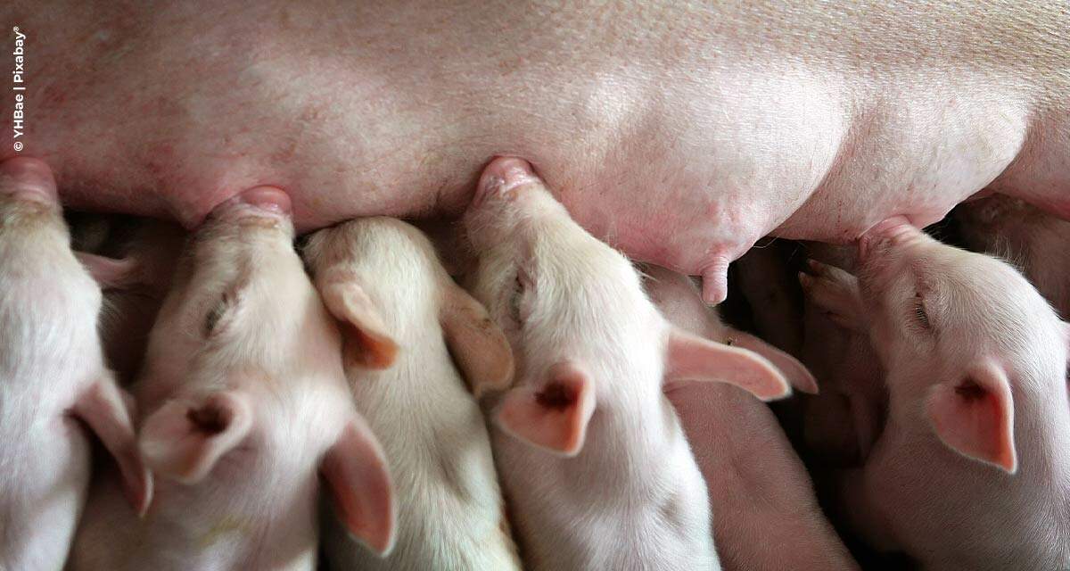 Pioneirismo e trabalho dedicado aos clientes marcam os 25 anos da Topigs Norsvin no Brasil