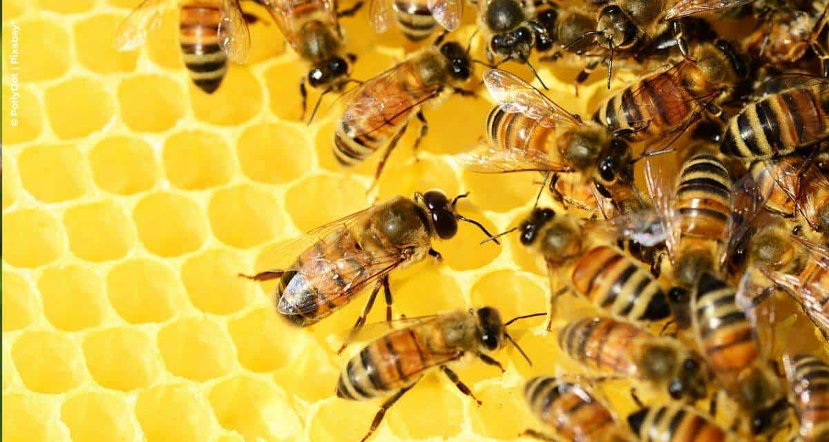 A.B.E.L.H.A. quer conscientizar nova geração de profissionais do agro