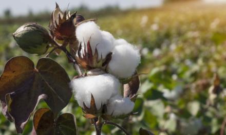 Nutrição do solo e das folhas do algodoeiro  resulta em melhor qualidade de pluma