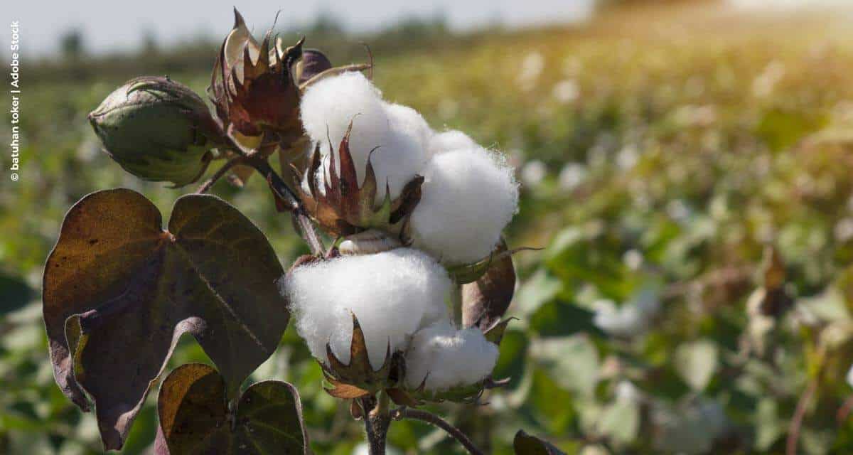 Nutrição do solo e das folhas do algodoeiro  resulta em melhor qualidade de pluma