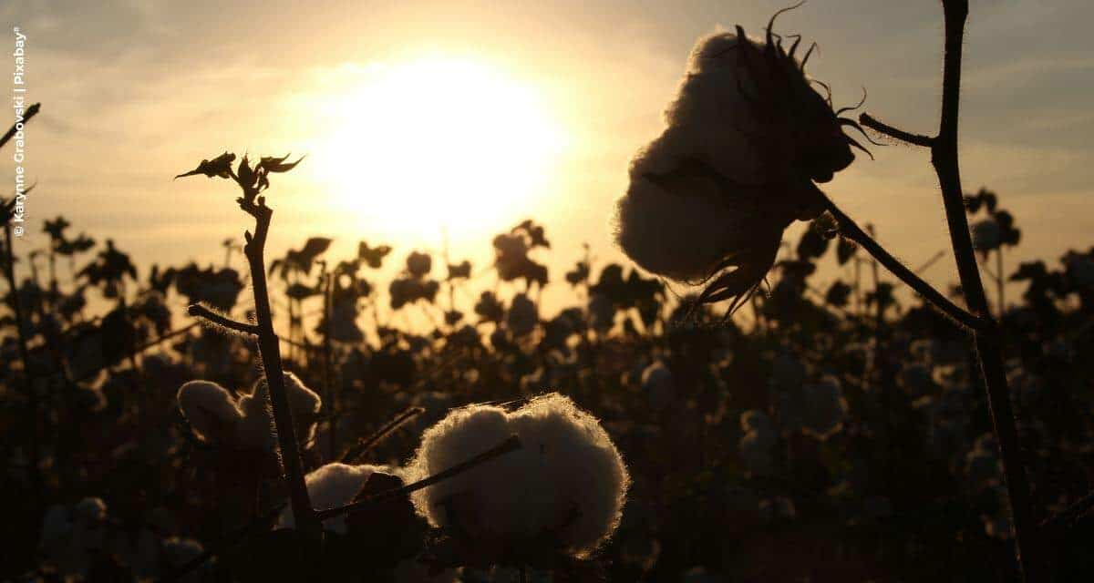 Vazio Sanitário do algodão mobiliza agricultores baianos