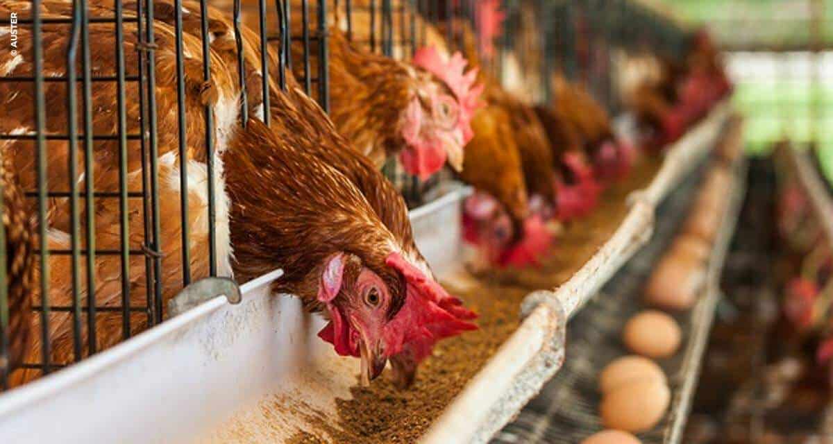 Auster orienta sobre a nutrição adequada para aves, influenciando qualidade e quantidade dos ovos