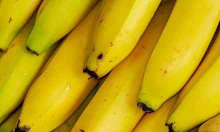 Banana: fungo selecionado pelo IB controla broca-da-banana, principal praga da cultura