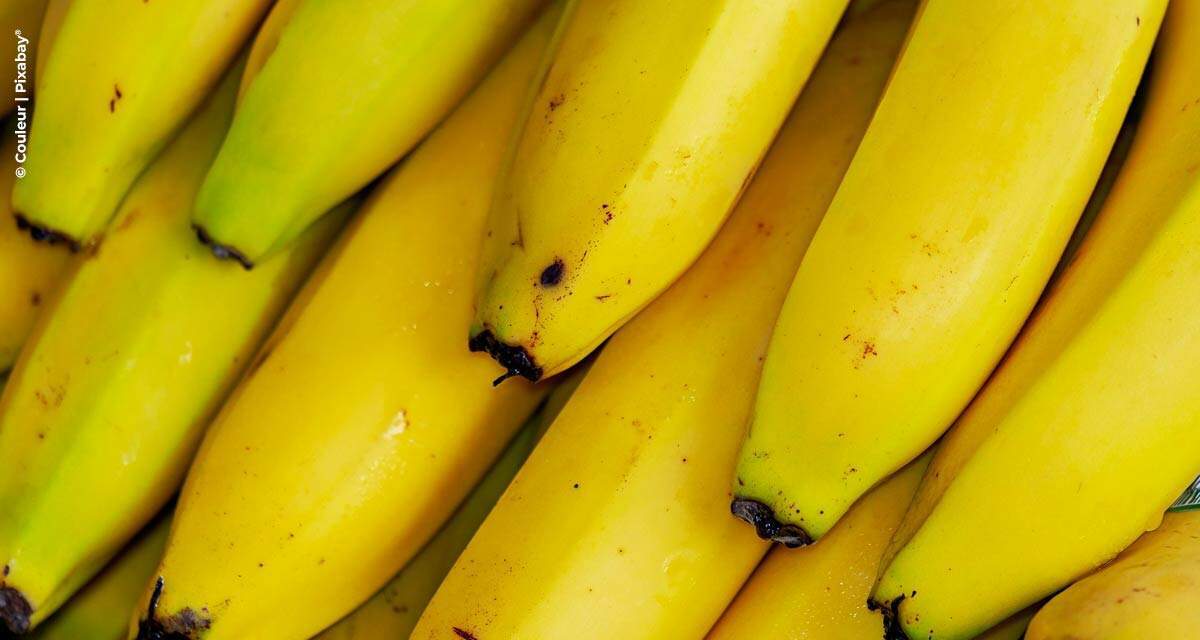 Banana: fungo selecionado pelo IB controla broca-da-banana, principal praga da cultura