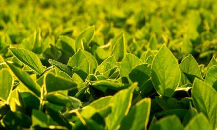 Agricultores têm opções eficientes para o controle de plantas daninhas resistentes nas lavouras