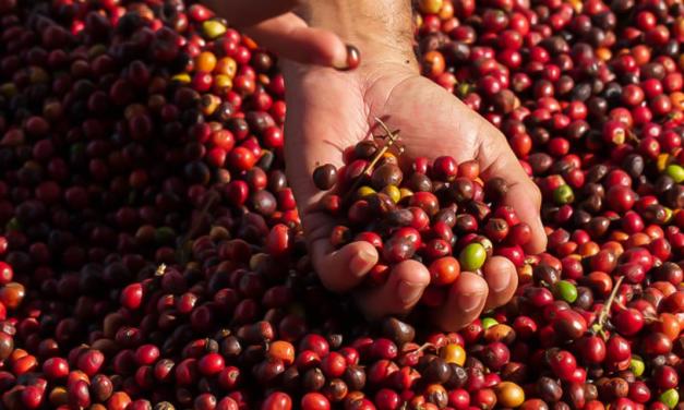 Café bate recorde com produção 39,7% maior que a de 2019, cana e laranja mantêm estabilidade