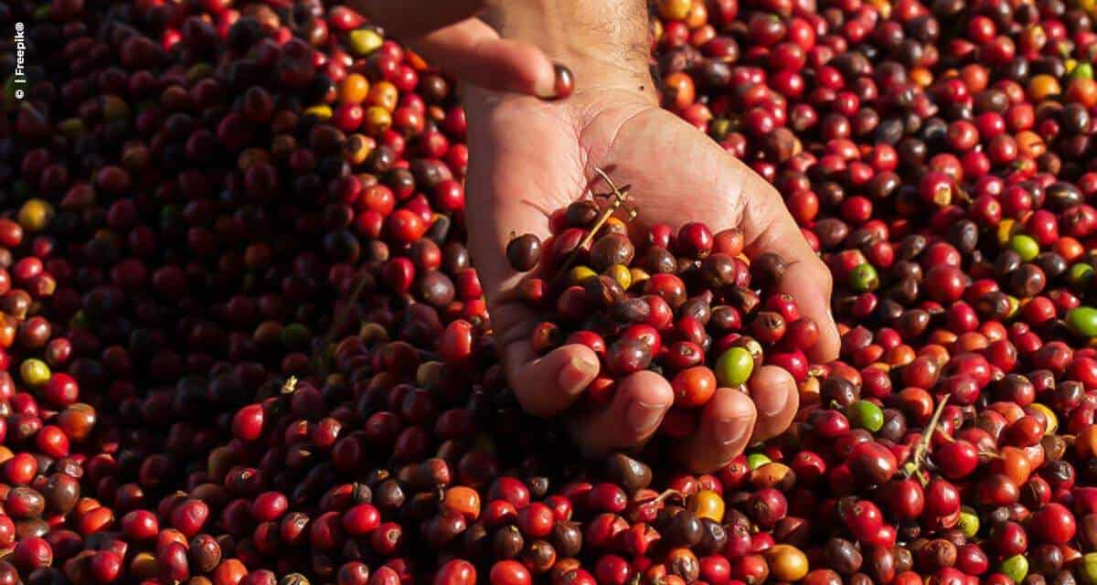 Café bate recorde com produção 39,7% maior que a de 2019, cana e laranja mantêm estabilidade