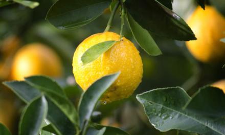 Levantamento do IAC mostra que micronutrientes balanceados beneficiam a produtividade e a qualidade dos citros