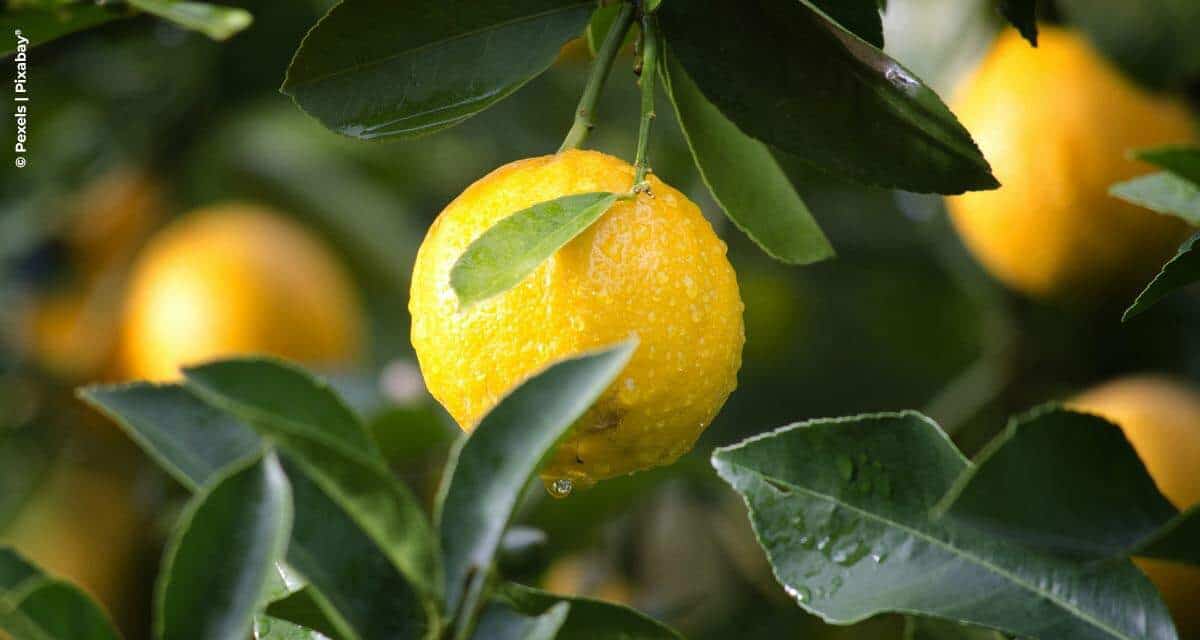 Levantamento do IAC mostra que micronutrientes balanceados beneficiam a produtividade e a qualidade dos citros