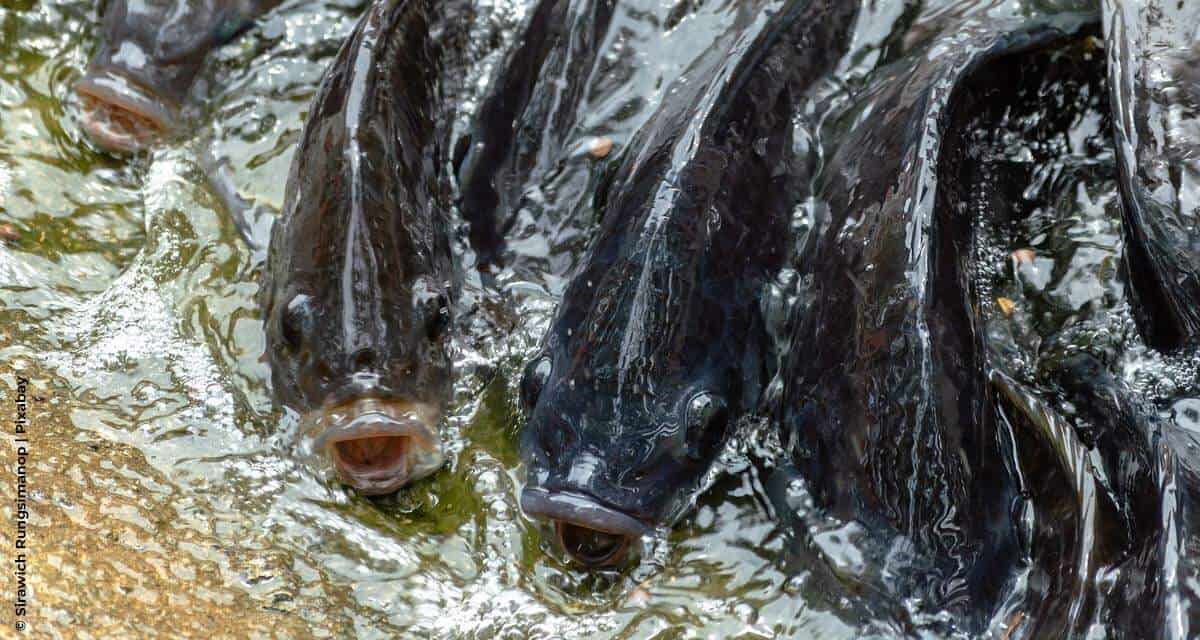 De Heus expande participação no mercado brasileiro de premix de peixe