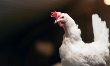 DuPont Animal Nutrition anuncia parceria com a Proteon Pharmaceuticals para a indústria avícola