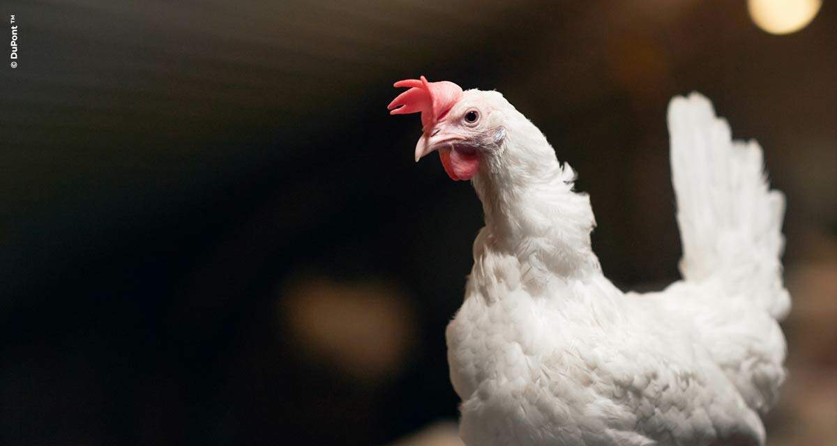 DuPont Animal Nutrition anuncia parceria com a Proteon Pharmaceuticals para a indústria avícola