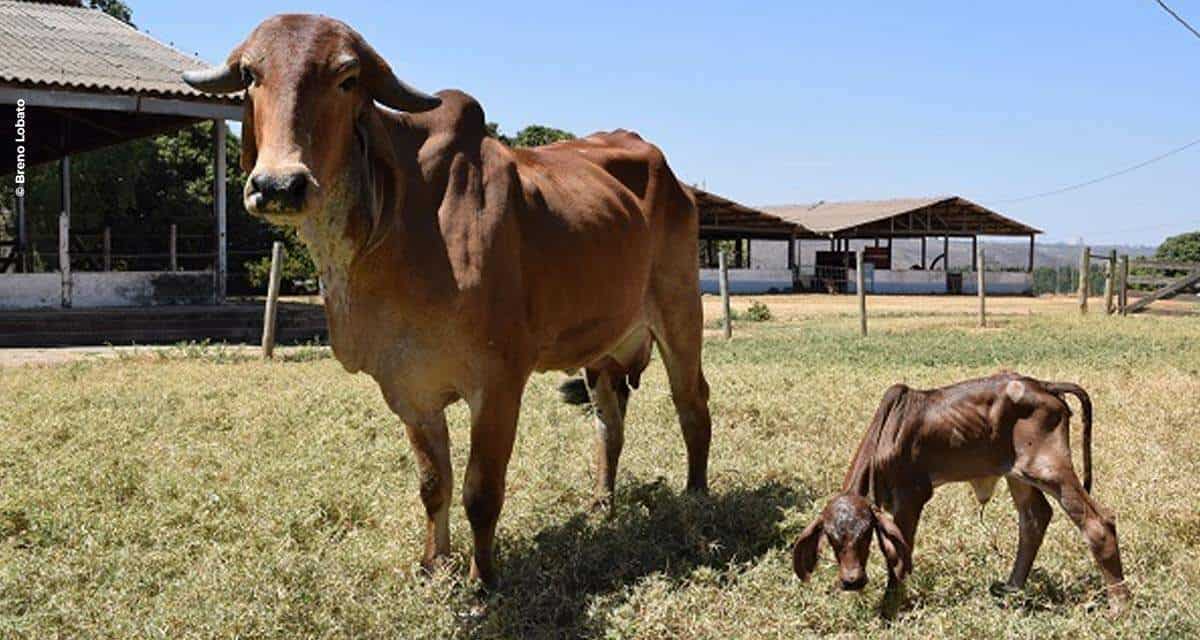 Nasce filha do primeiro clone de Gir Leiteiro da Embrapa Cerrados