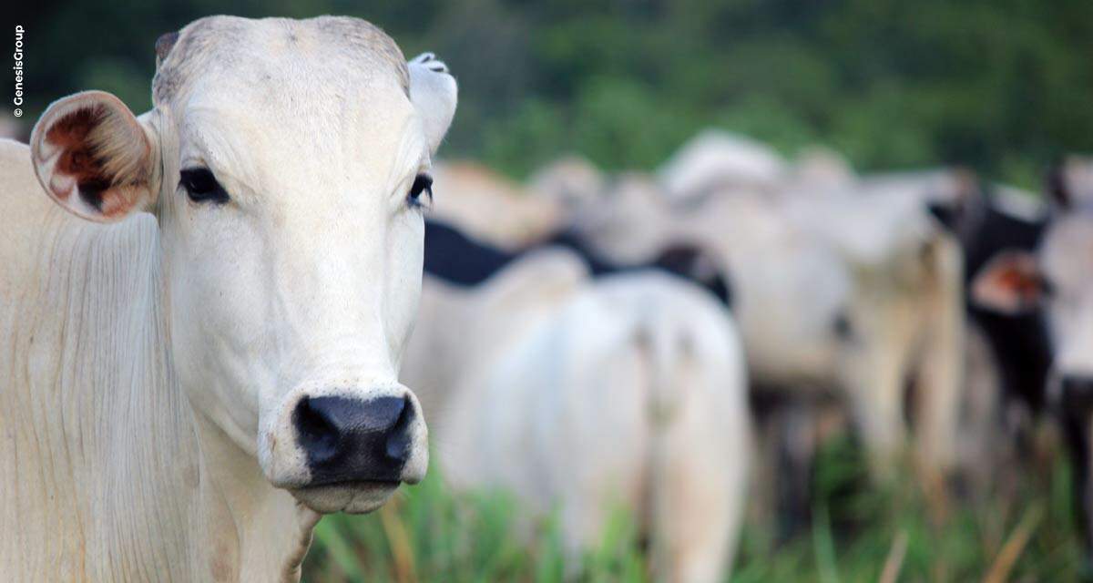 Rastreabilidade do gado atende às exigências do mercado europeu e proporciona maior rentabilidade aos pecuaristas