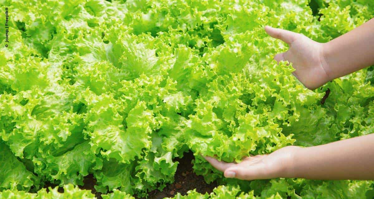 Bioestimulante melhora desenvolvimento de hortaliças
