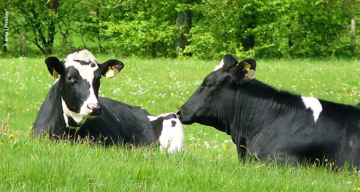 Ideagri recebe selo de “Empresa Amiga do Bem-Estar Animal”