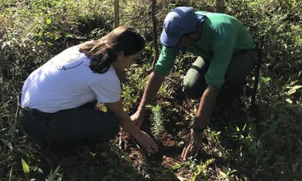 Dia da Árvore: projeto busca salvar araucárias da extinção