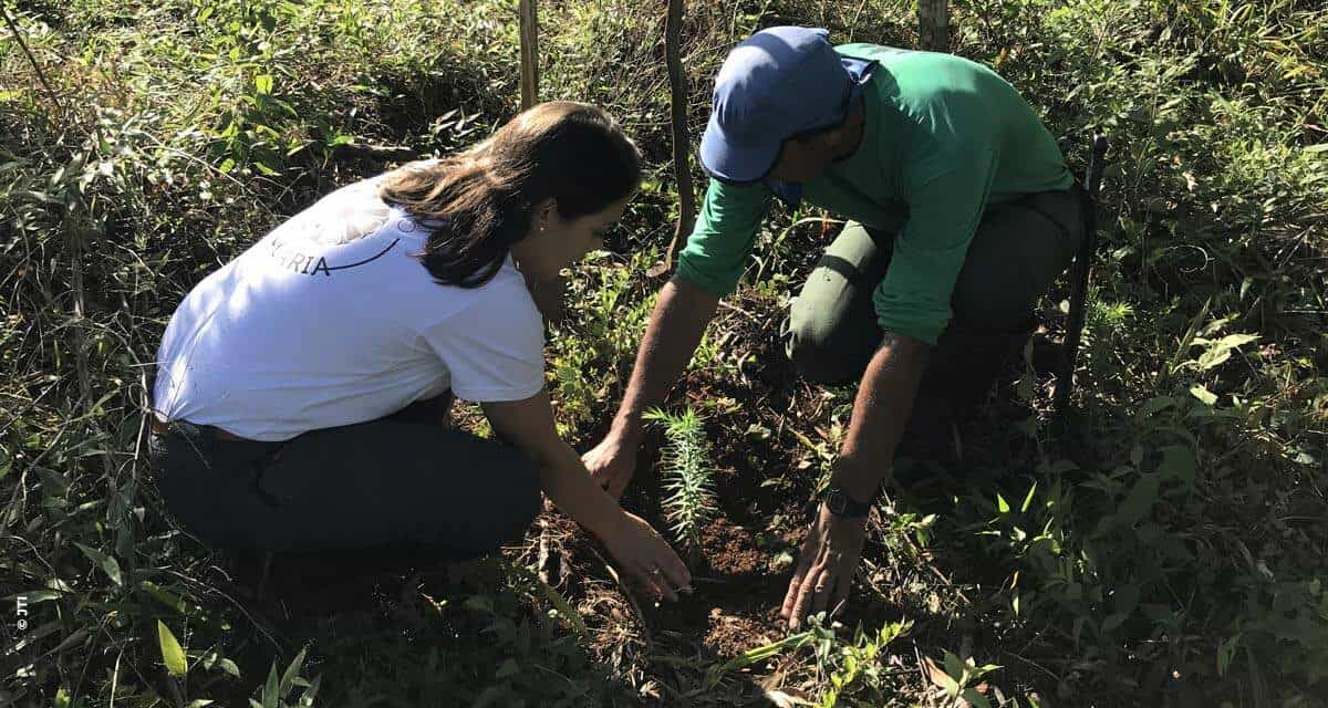 Dia da Árvore: projeto busca salvar araucárias da extinção