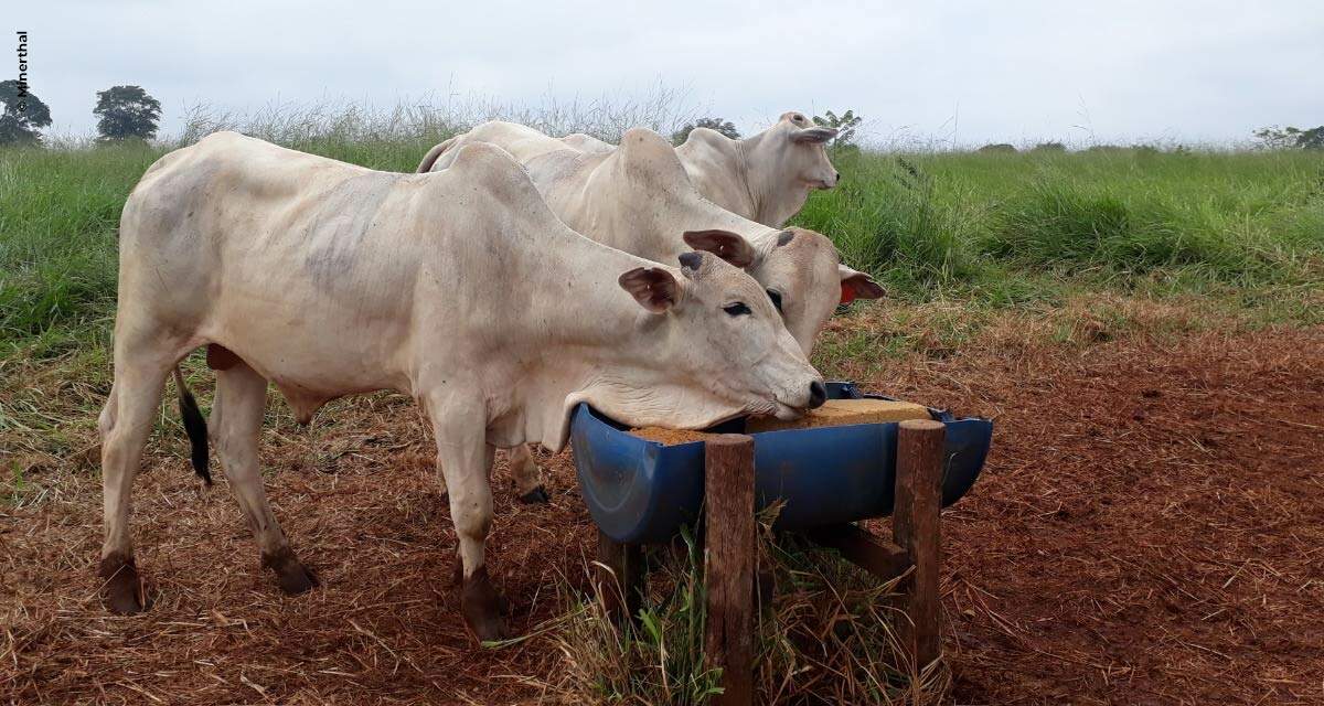 Uso de suplementação adequada para cada época do ano potencializa o rendimento do rebanho