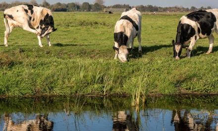 MSD Saúde Animal amplia portfólio de produtos para a pecuária